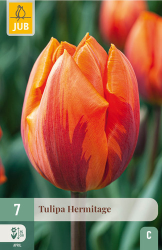 X   7 TULIPA HERMITAGE 10/11