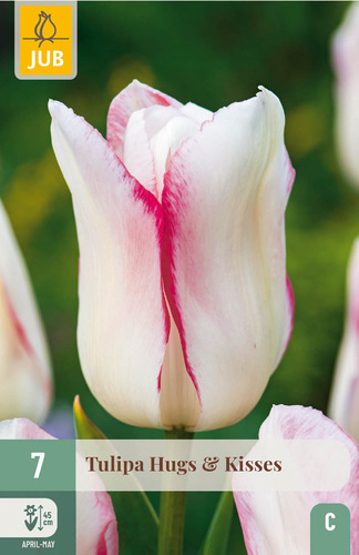 X   7 TULIPA HUGS & KISSES 11/12