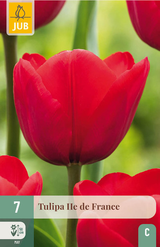 X   7 TULIPA ILE DE FRANCE 11/12