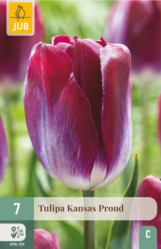 X   7 TULIPA KANSAS PROUD 11/12