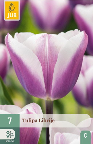 X   7 TULIPA LIBRIJE 11/12