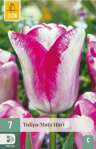 X   7 TULIPA MATA HARI 11/12
