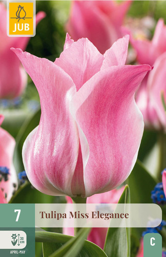X   7 TULIPA MISS ELEGANCE 11/12