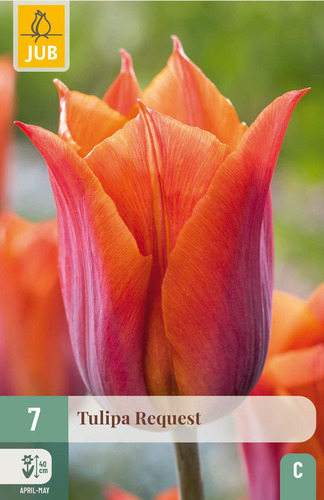 X   7 TULIPA REQUEST 11/12