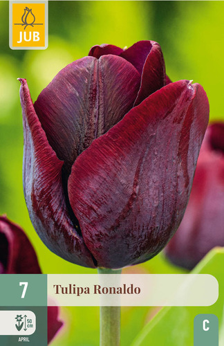 X   7 TULIPA RONALDO 11/12