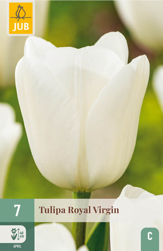 X   7 TULIPA ROYAL VIRGIN 11/12