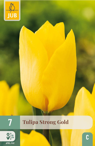 X   7 TULIPA STRONG GOLD 11/12