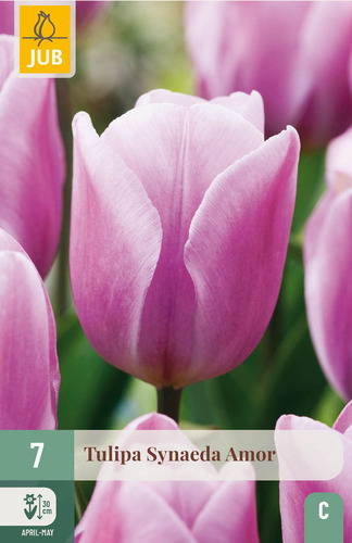 X   7 TULIPA SYNAEDA AMOR 11/12