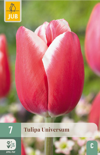X   7 TULIPA UNIVERSUM 11/12
