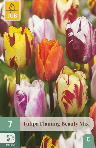 X   7 TULIPA FLAMING BEAUTY MIX 11/12