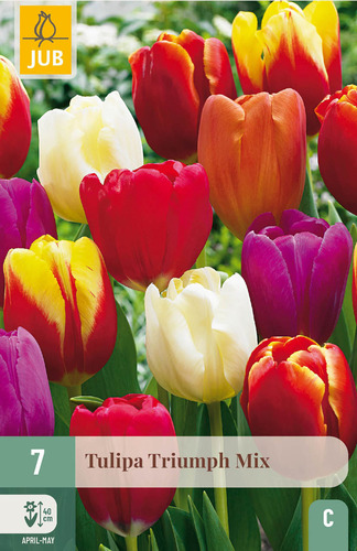 X   7 TULIPA TRIUMPH MIX 11/12