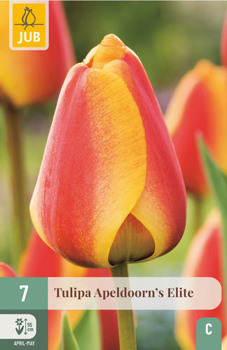 X   7 TULIPA APELDOORNS ELITE 11/12