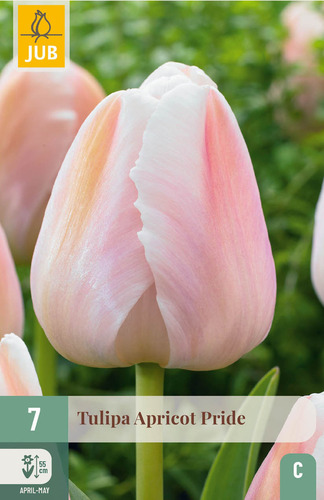 X   7 TULIPA APRICOT PRIDE 11/12