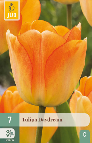 X   7 TULIPA DAYDREAM 11/12