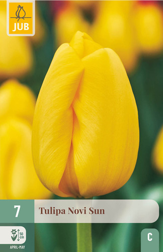 X   7 TULIPA NOVI SUN 11/12
