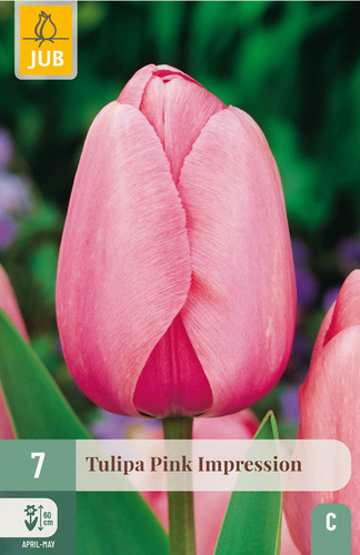 X   7 TULIPA PINK IMPRESSION 11/12