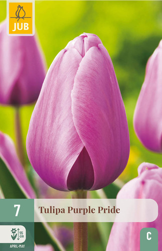 X   7 TULIPA PURPLE PRIDE 11/12
