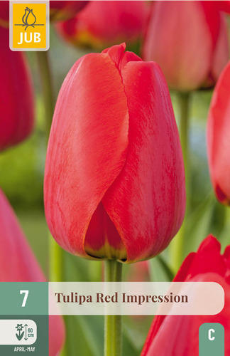 X   7 TULIPA RED IMPRESSION 11/12