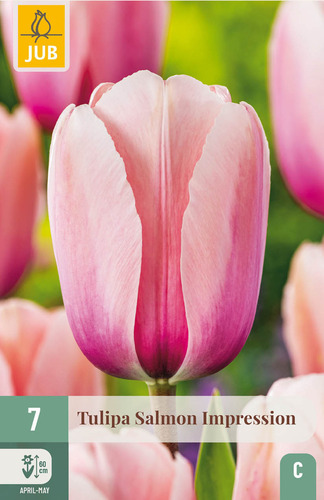 X   7 TULIPA SALMON IMPRESSION 11/12