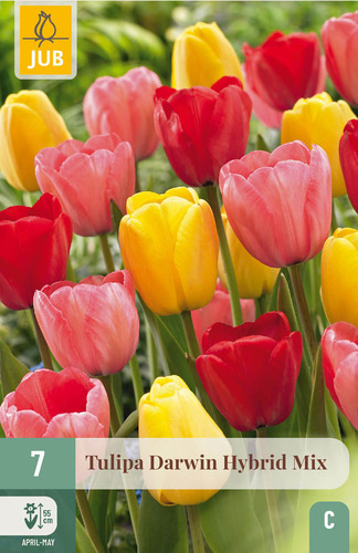X   7 TULIPA DARWIN HYBRIDE MIX 11/12