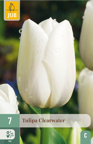X   7 TULIPA CLEARWATER 11/12