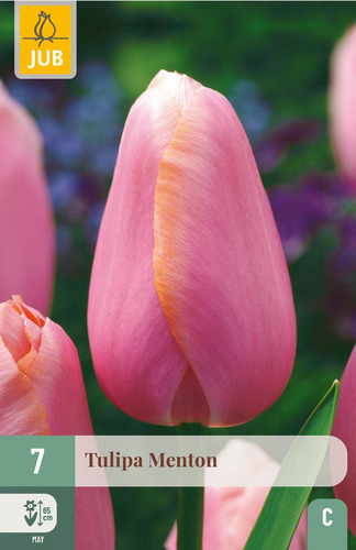 X   7 TULIPA MENTON 11/12