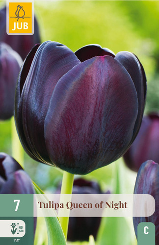 X   7 TULIPA QUEEN OF NIGHT 11/12