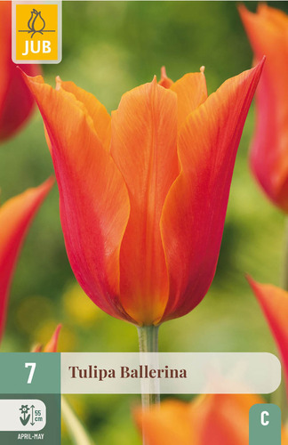 X   7 TULIPA BALLERINA 11/12