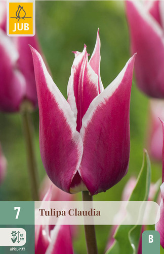 X   7 TULIPA CLAUDIA 11/12
