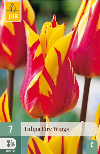 X   7 TULIPA FIRE WINGS 11/12