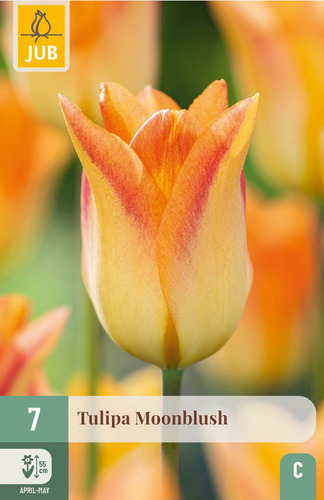 X   7 TULIPA MOONBLUSH 11/12