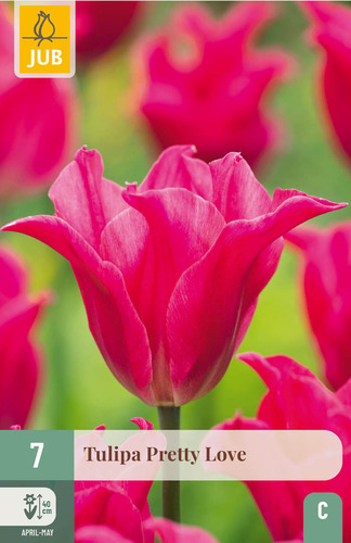 X   7 TULIPA PRETTY LOVE 11/12