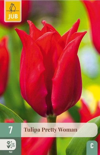 X   7 TULIPA PRETTY WOMAN 11/12