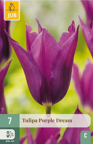 X   7 TULIPA PURPLE DREAM 11/12