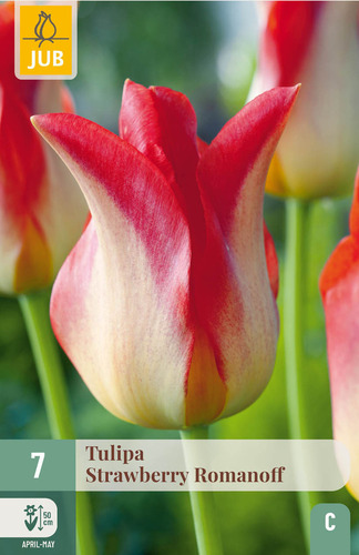 X   7 TULIPA STRAWBERRY ROMANOFF 11/12