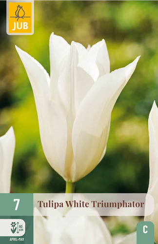 X   7 TULIPA WHITE TRIUMPHATOR 11/12