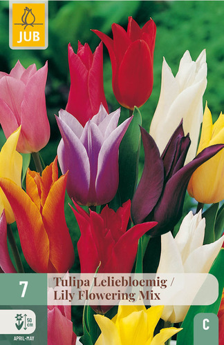 X   7 TULIPA LELIEBLOEMIG MIX 11/12