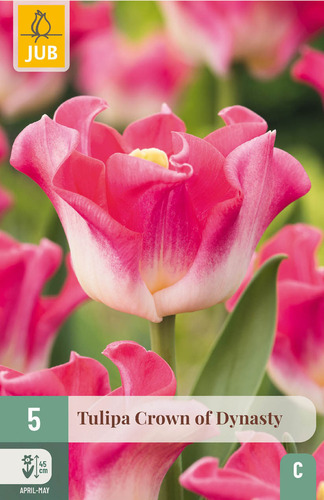 X   5 TULIPA CROWN OF DYNASTY 11/12