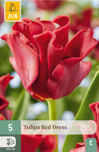 X   5 TULIPA RED DRESS 11/12