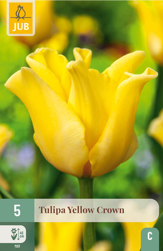 X   5 TULIPA YELLOW CROWN 11/12