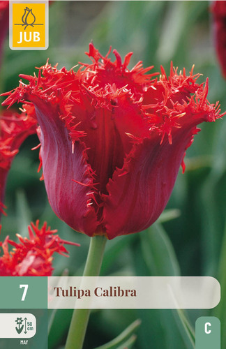 X   7 TULIPA CALIBRA 11/12