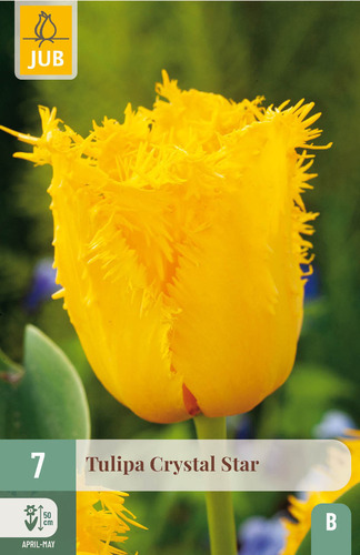 X   7 TULIPA CRYSTAL STAR 11/12