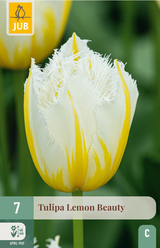 X   7 TULIPA LEMON BEAUTY 11/12