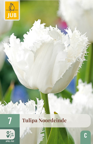 X   7 TULIPA NOORDEINDE 11/12