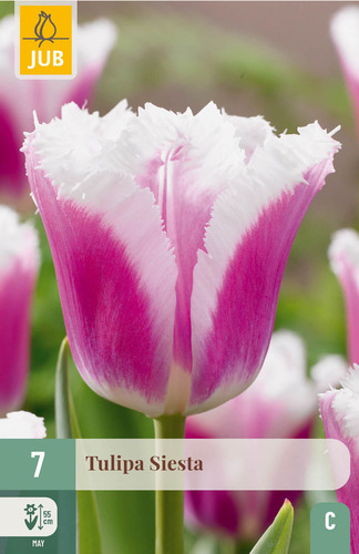 X   7 TULIPA SIESTA 11/12
