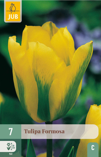 X   7 TULIPA FORMOSA 11/12