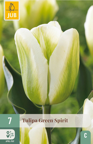X   7 TULIPA GREEN SPIRIT 11/12