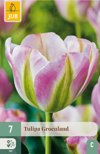 X   7 TULIPA GROENLAND 11/12