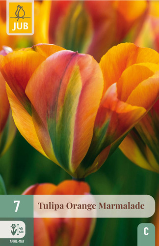 X   7 TULIPA ORANGE MARMALADE 11/12