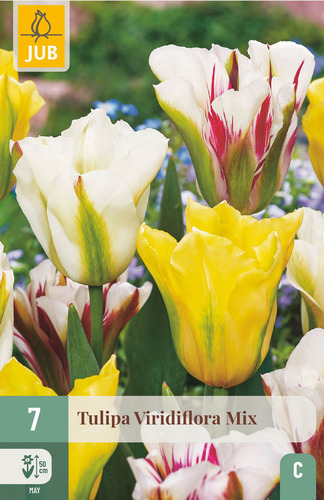 X   7 TULIPA VIRIDIFLORA MIX 11/12